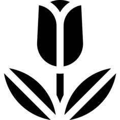 郁金香