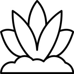 芦荟