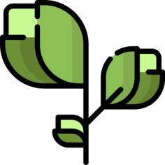 芽