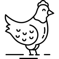 鸡