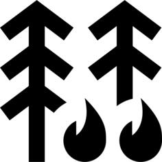 Forest fire