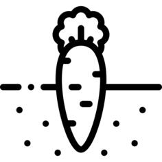 Carrot