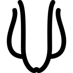 Penis