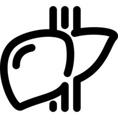 Liver