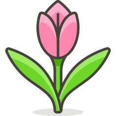 郁金香