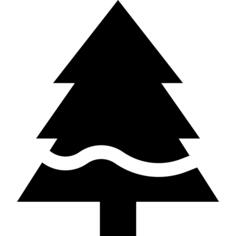Pine tree