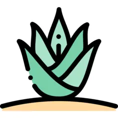 龙舌兰