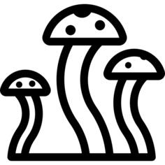 蘑菇