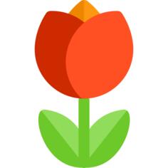 Tulip
