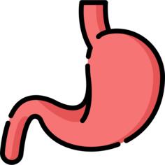 Stomach
