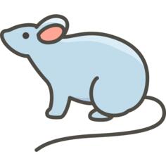 老鼠