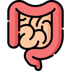 Intestine
