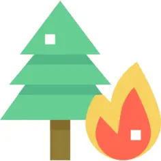 Forest fire