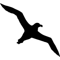 Bird albatross flying shape