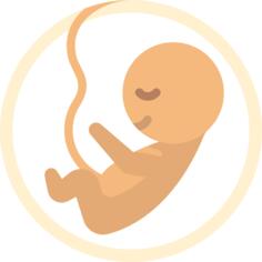 Embryo