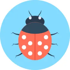 Ladybug
