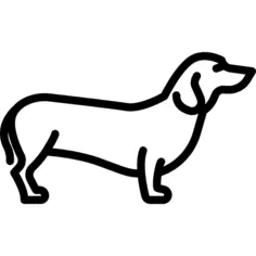 Dachshund