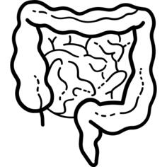 Intestines
