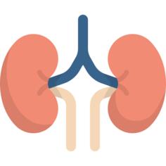 Kidneys