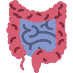 Intestines