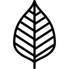 桦木