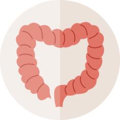 Intestine