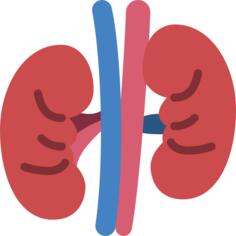 Kidney