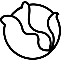 Cabbage
