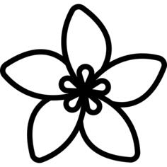 Jasmine