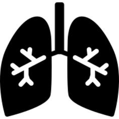 Lungs with bronchi
