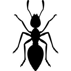 Ant