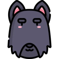 Scottish terrier