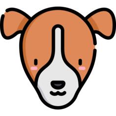 Jack russell terrier