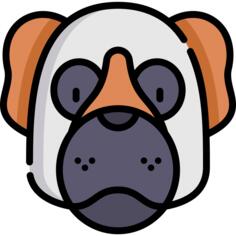 Saint bernard