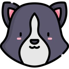 Border collie