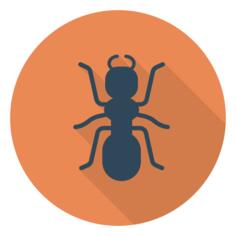 Ant