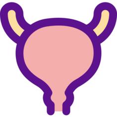 Bladder
