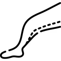 Anatomy