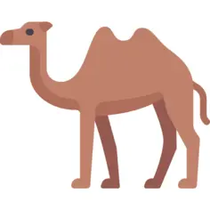 Camel