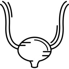 Bladder