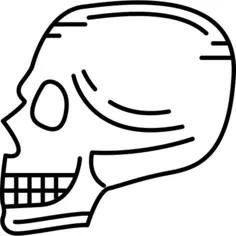 Skull Side View