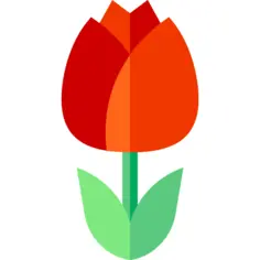 Tulip