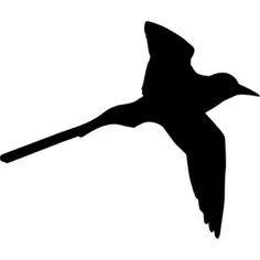 Tropical bird shape of long tail