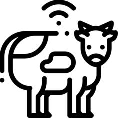 Cattle