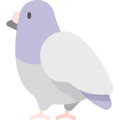 Pigeon