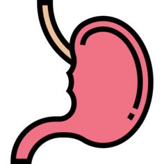 Stomach