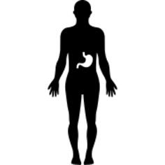 Stomach inside human body