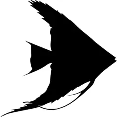 Fish of triangular shape