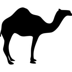 Dromedary Looking Right