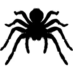 Tarantula arthropod animal silhouette